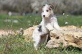 FOX TERRIER 305